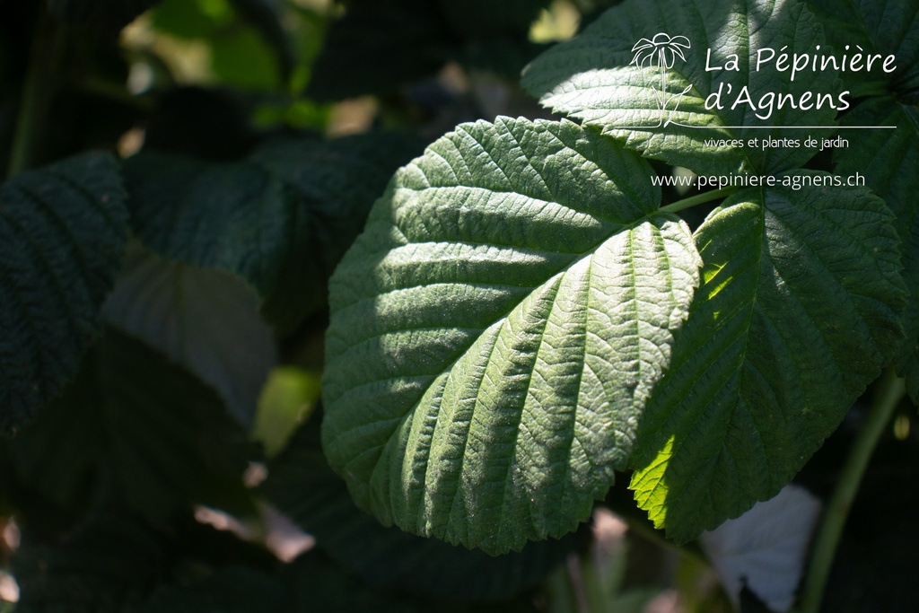 Rubus (3) idaeus 'Herbstgold'- La pépinière d'Agnens