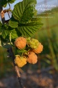 Rubus (3) idaeus 'Herbstgold'- La pépinière d'Agnens