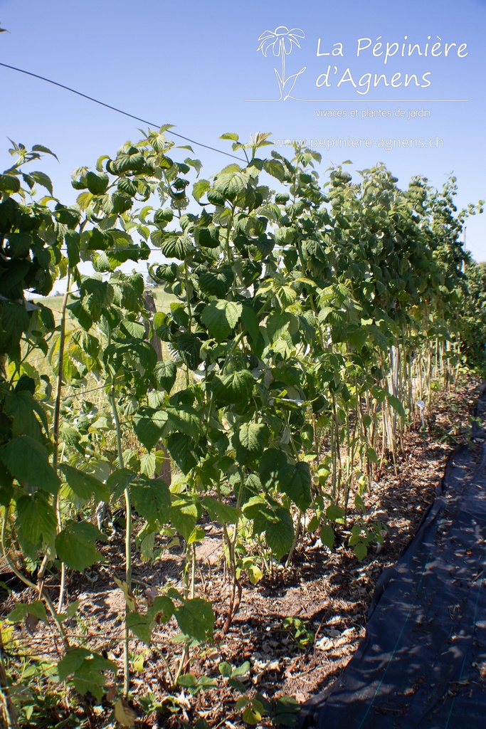 Rubus (3) idaeus 'San Rafael'- La pépinière d'Agnens