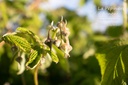 Rubus (3) idaeus 'San Rafael'- La pépinière d'Agnens