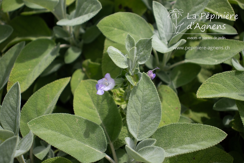 Salvia officinalis 'Berggarten'- La pépinière d'Agnens