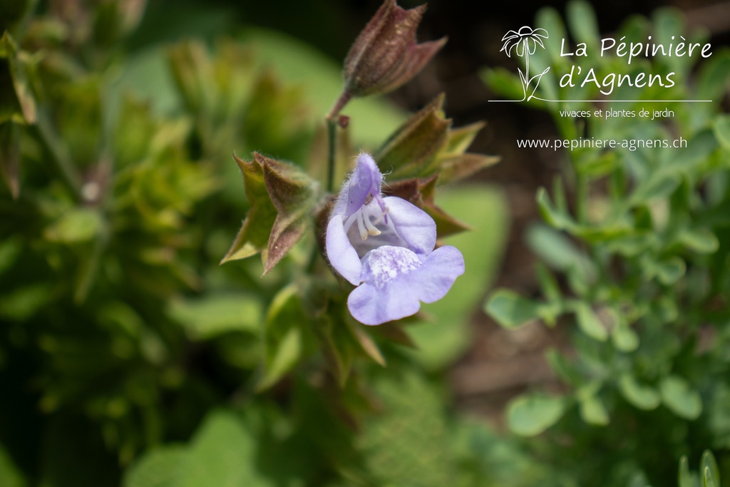 Salvia officinalis 'Berggarten'- La pépinière d'Agnens