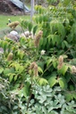 Sanguisorba armena- La pépinière d'Agnens