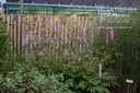 Sanguisorba hybride 'Lilac Squirrel'- La pépinière d'Agnens