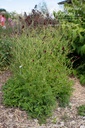 Sanguisorba officinalis 'Japan'- La pépinière d'Agnens