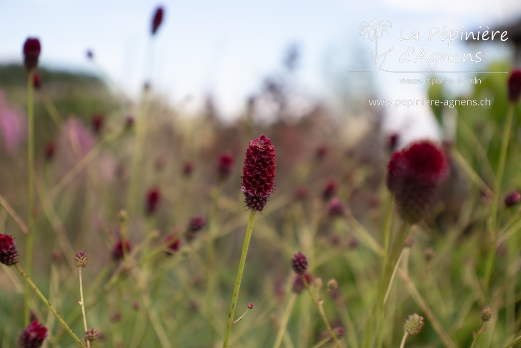 Sanguisorba officinalis 'Japan'- La pépinière d'Agnens