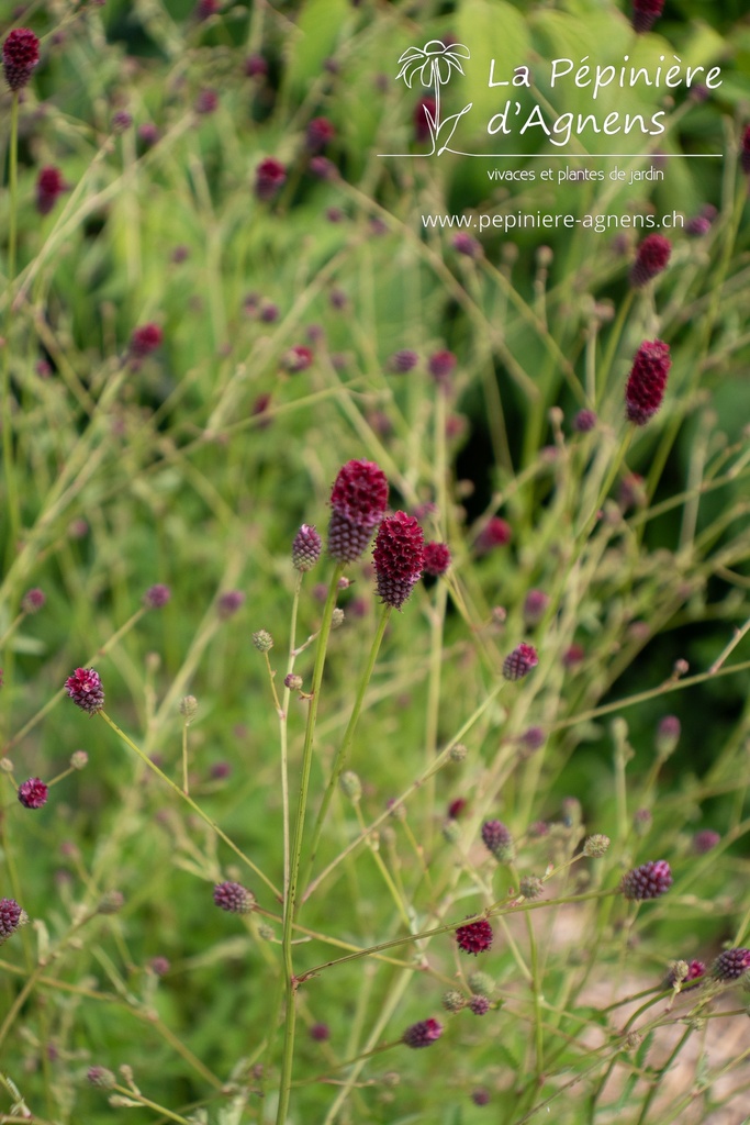 Sanguisorba officinalis 'Japan'- La pépinière d'Agnens