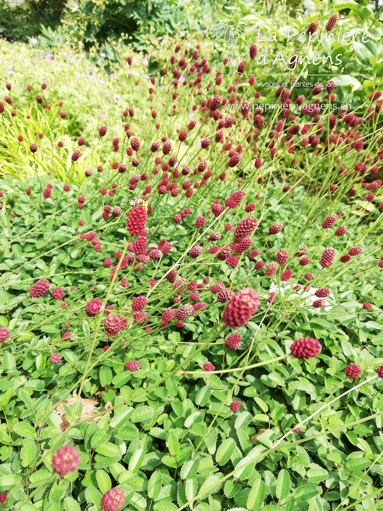 Sanguisorba officinalis 'Tanna'- La pépinière d'Agnens