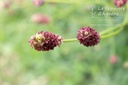 Sanguisorba officinalis 'Tanna'- La pépinière d'Agnens