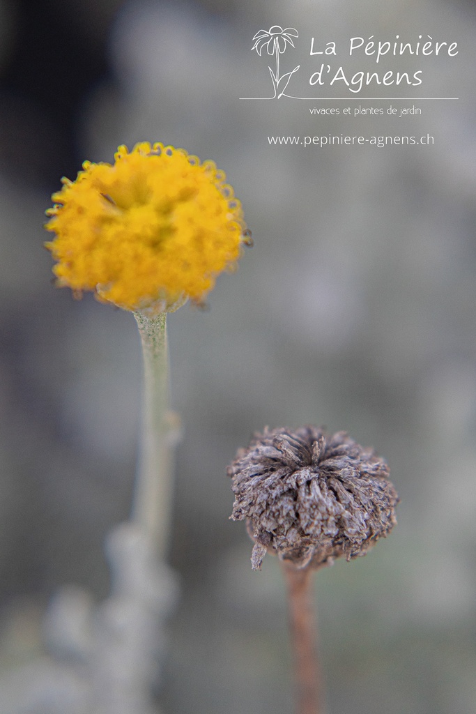 Santolina chamaecyparissus- La pépinière d'Agnens