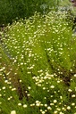 Santolina rosmarinifolia- La pépinière d'Agnens