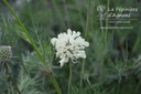 Scabiosa ochroleuca 'Moon Dance'- La pépinière d'Agnens