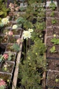 Scabiosa ochroleuca 'Moon Dance'- La pépinière d'Agnens