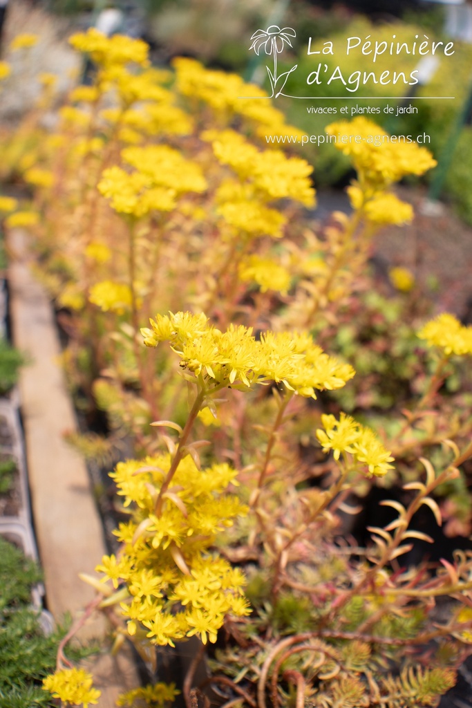 Sedum reflexum 'Angelina'- La pépinière d'Agnens