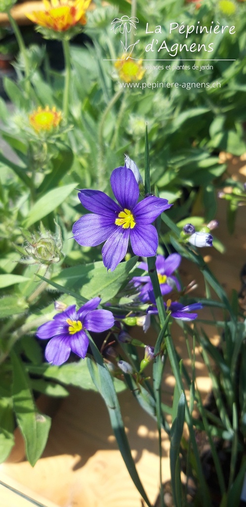 Sisyrinchium angustifolium 'Lucerne'- La pépinière d'Agnens