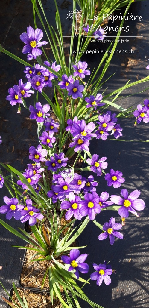 Sisyrinchium angustifolium 'Lucerne'- La pépinière d'Agnens