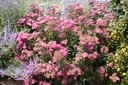 Spiraea japonica 'Anthony Waterer'- La pépinière d'Agnens