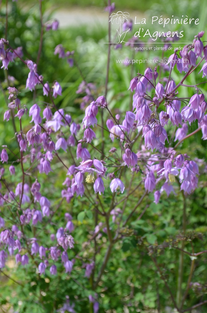 Thalictrum delavayi hinckley- La pépinière d'Agnens