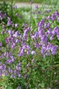 Thalictrum delavayi hinckley- La pépinière d'Agnens