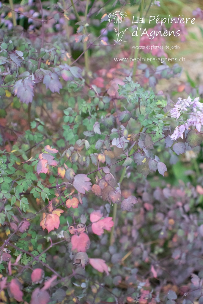 Thalictrum delavayi hinckley- La pépinière d'Agnens