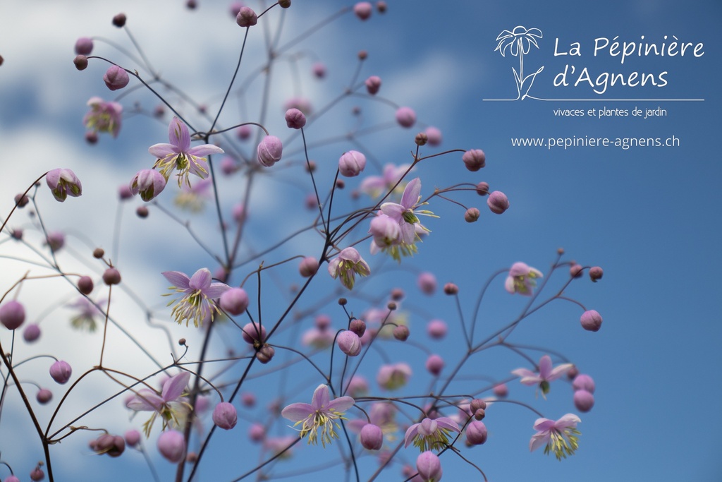 Thalictrum Cultivars 'Elin- La pépinière d'Agnens