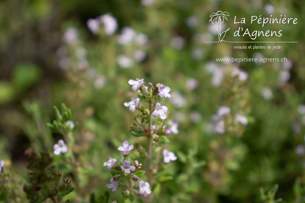 Thymus vulgaris 'Compactus'- La pépinière d'Agnens