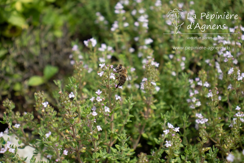 Thymus vulgaris 'Compactus'- La pépinière d'Agnens