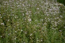 Thymus vulgaris 'Compactus'- La pépinière d'Agnens