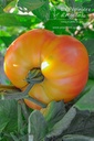 Tomate à fruis charnus 'Ananas'- La pépinière d'Agnens