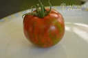 Tomate à fruits moyens 'Black Zebra'- La pépinière d'Agnens