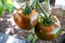 Tomate à fruits moyens 'Black Zebra'- La pépinière d'Agnens