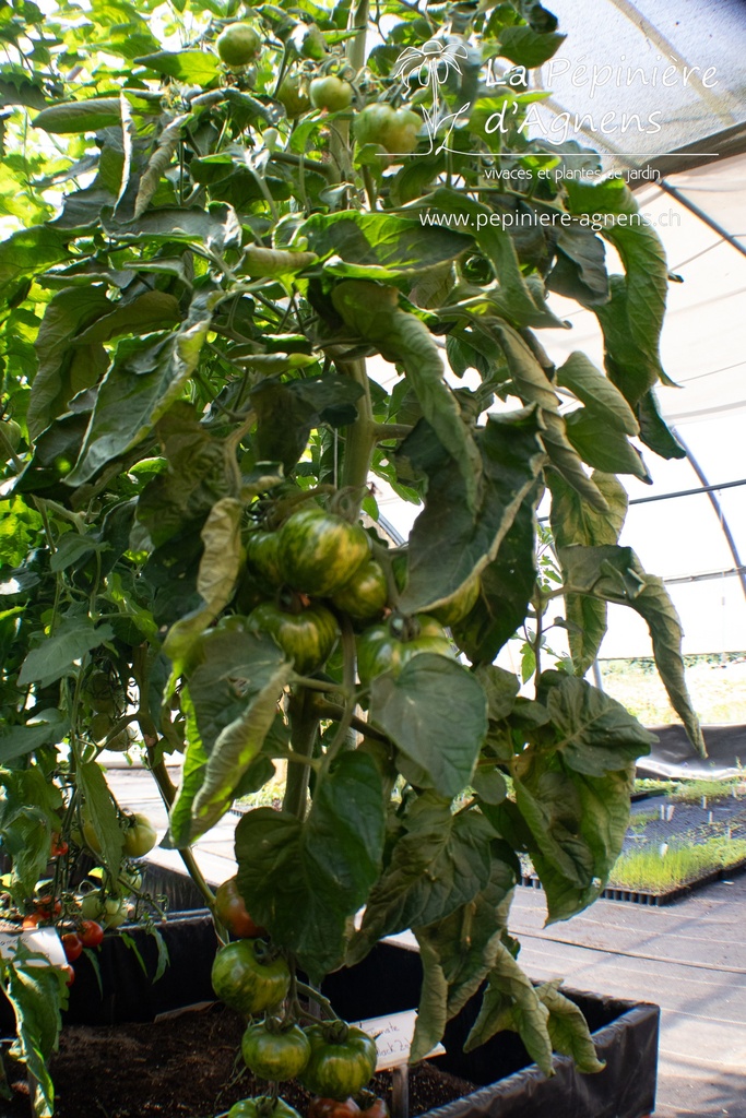 Tomate à fruits moyens 'Black Zebra'- La pépinière d'Agnens