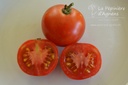 Tomate tardive 'Carmelle'- La pépinière d'Agnens