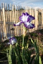 Iris germanica 'Violet-blanc' - La pépinière d'Agnens