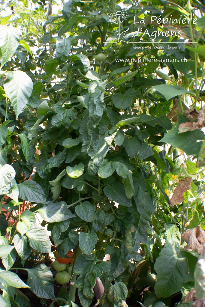 Tomate tardive 'Carmelle'- La pépinière d'Agnens