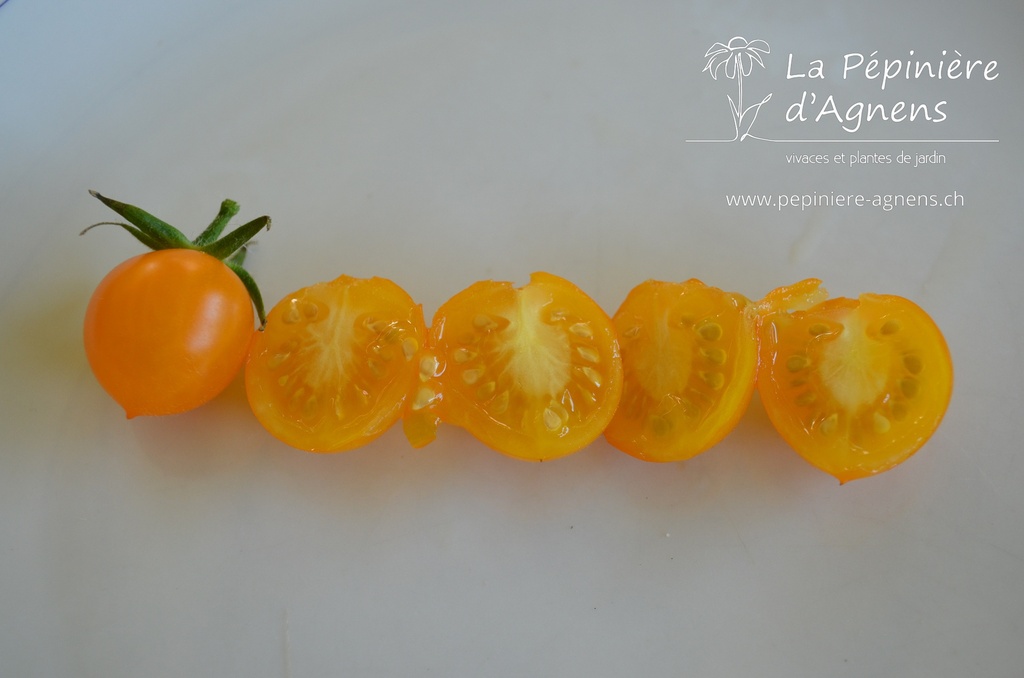 Tomate cerise 'Cerise Jaune'- La pépinière d'Agnens