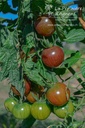 Tomate cerise 'Cerise Noire'- La pépinière d'Agnens