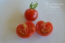 Tomate cerise 'Cherry Rouge'- La pépinière d'Agnens