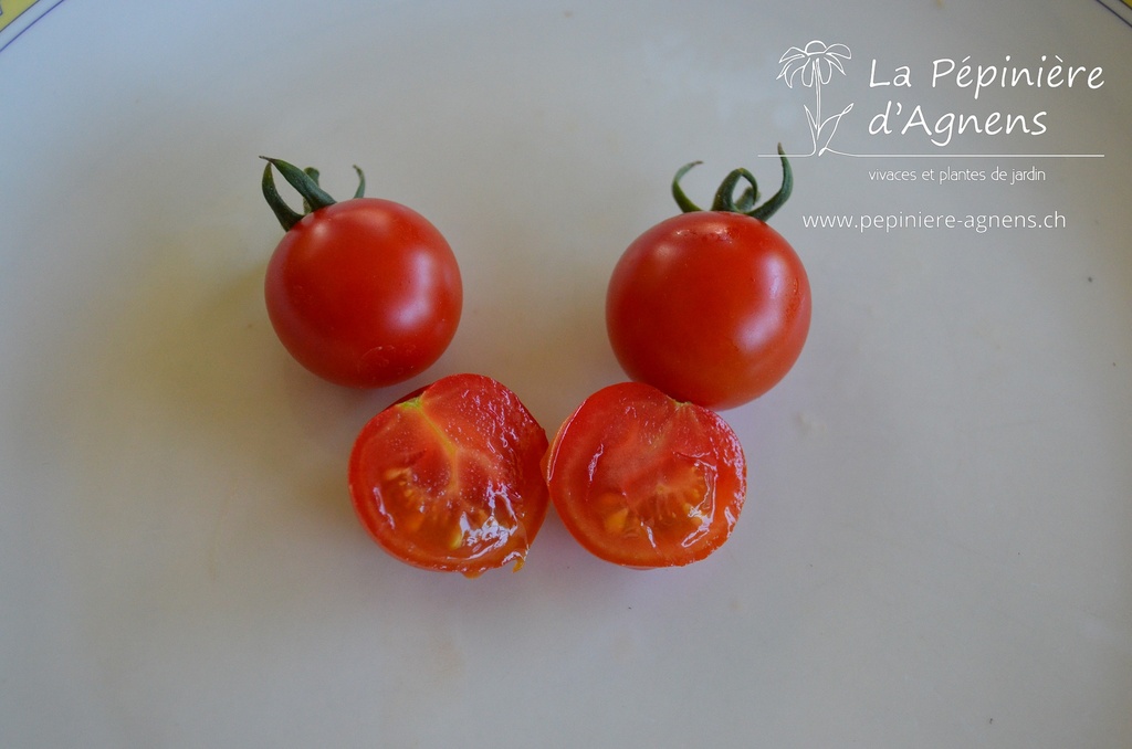 Tomate cerise 'Miel du Mexique'- La pépinière d'Agnens