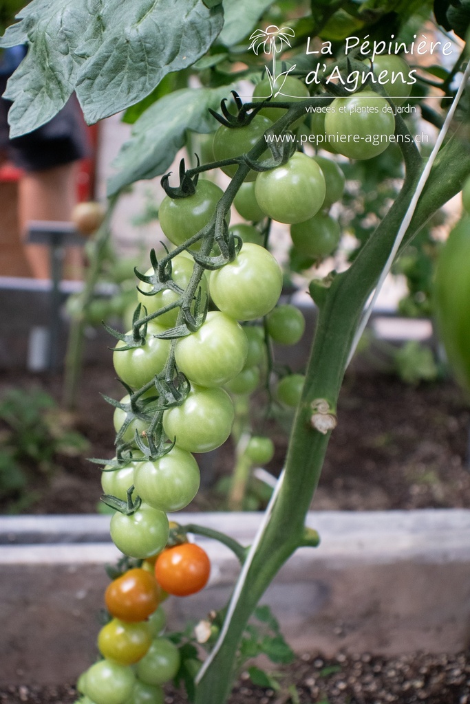 Tomate cerise 'Miel du Mexique'- La pépinière d'Agnens