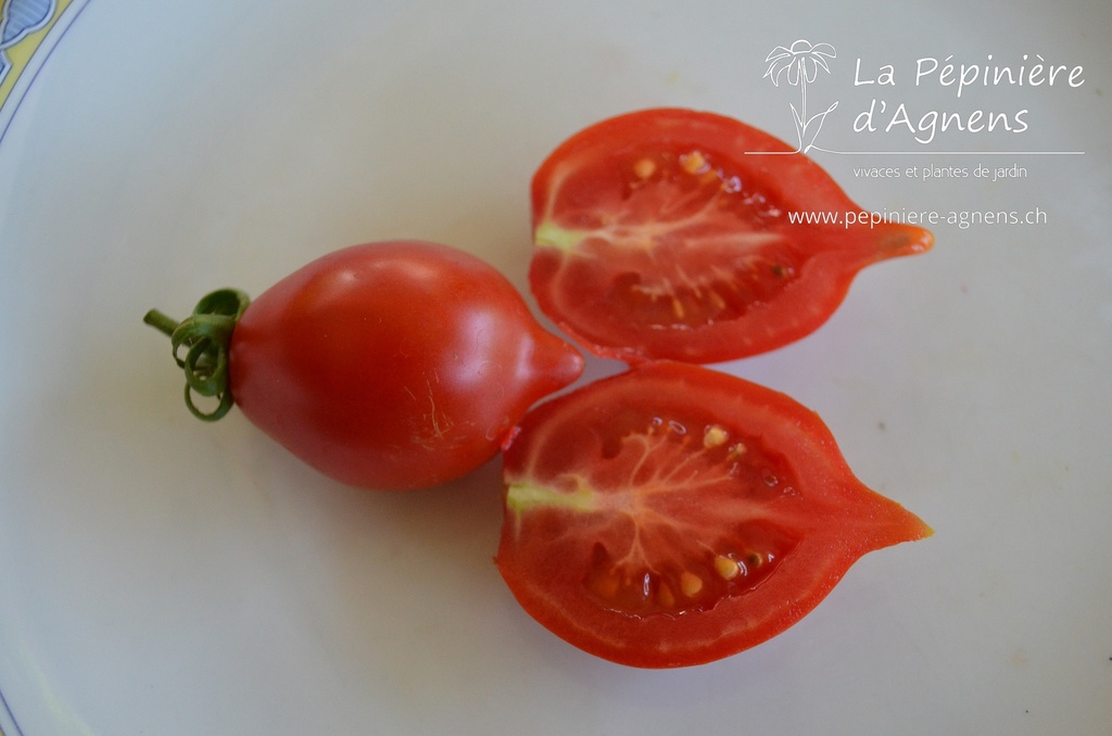 Tomate cerise 'Vésuve'- La pépinière d'Agnens