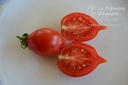 Tomate cerise 'Vésuve'- La pépinière d'Agnens