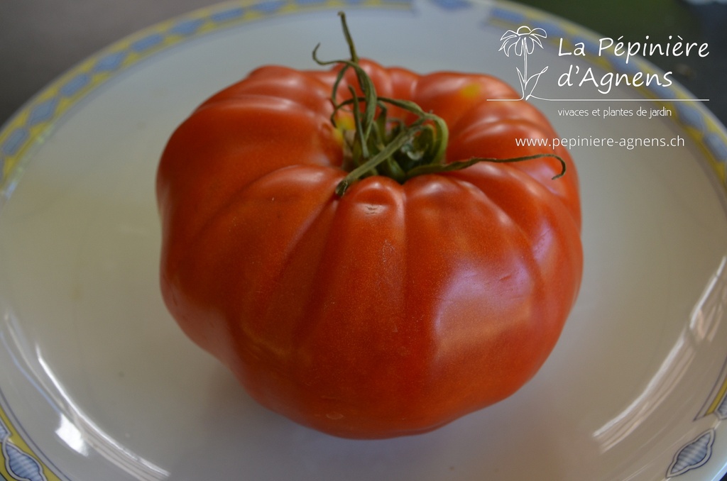 Tomate à fruits charnus 'Babuschka'- La pépinière d'Agnens