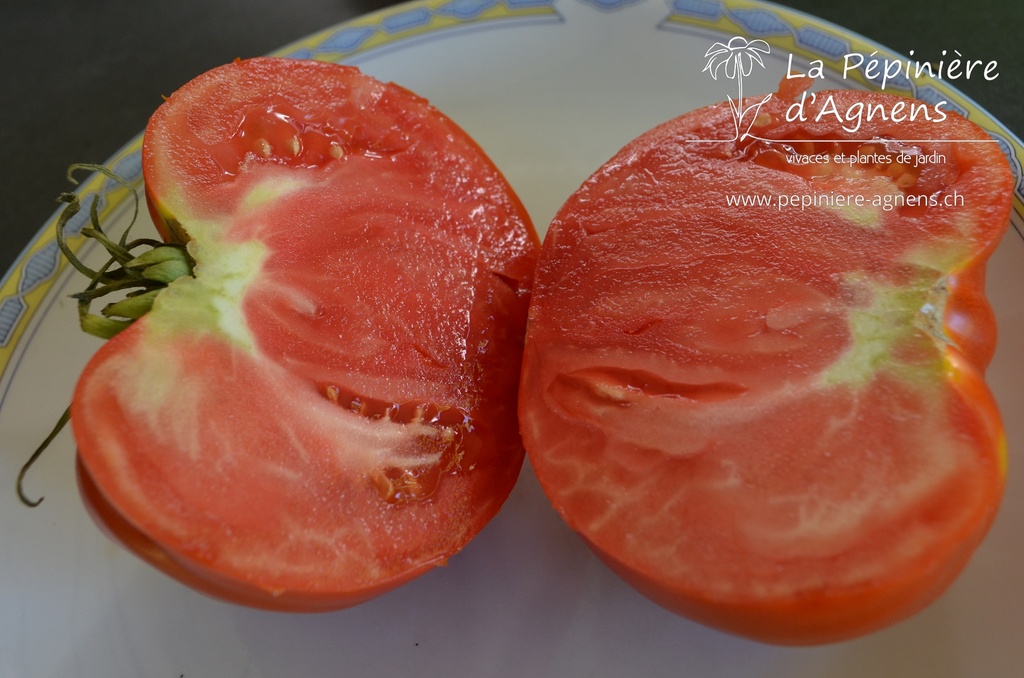 Tomate à fruits charnus 'Babuschka'- La pépinière d'Agnens