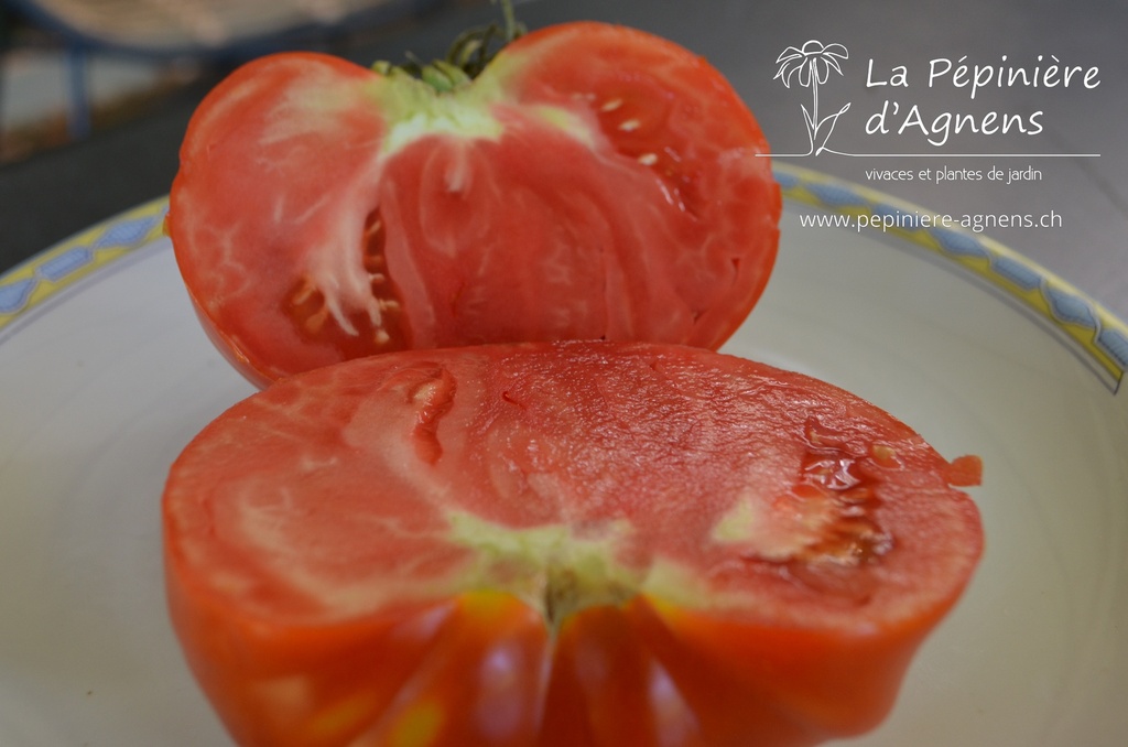 Tomate à fruits charnus 'Babuschka'- La pépinière d'Agnens