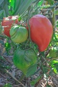 Tomate à fruits charnus 'Coeur de Boeuf'- La pépinière d'Agnens