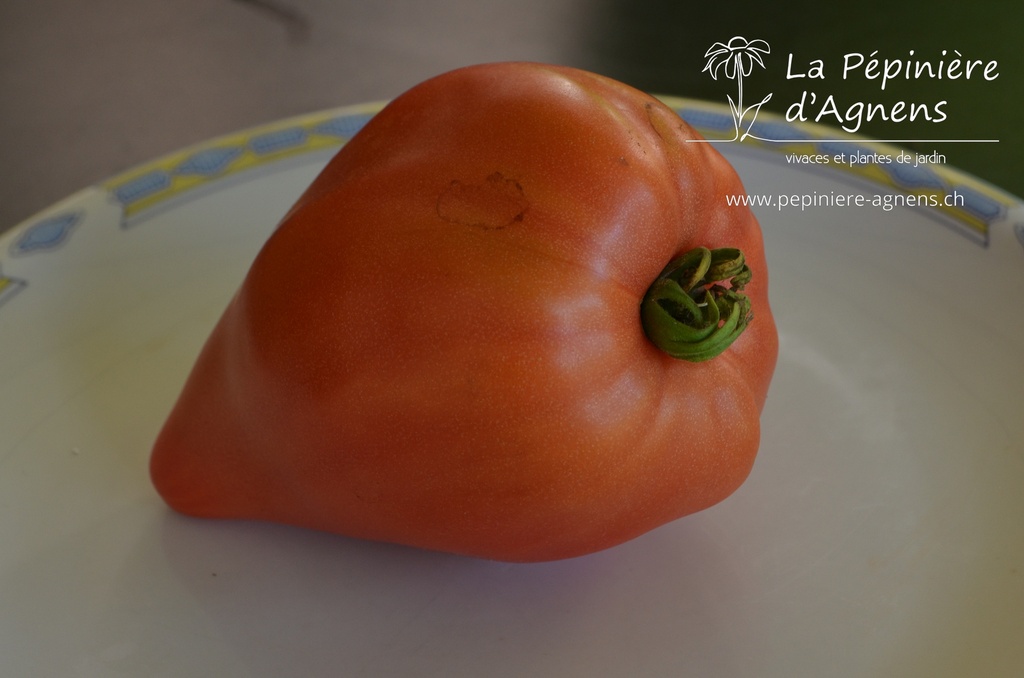 Tomate à fruits charnus 'Coeur de Boeuf'- La pépinière d'Agnens