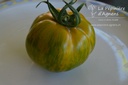 Tomate à fruits moyens 'Green Zebra'- La pépinière d'Agnens