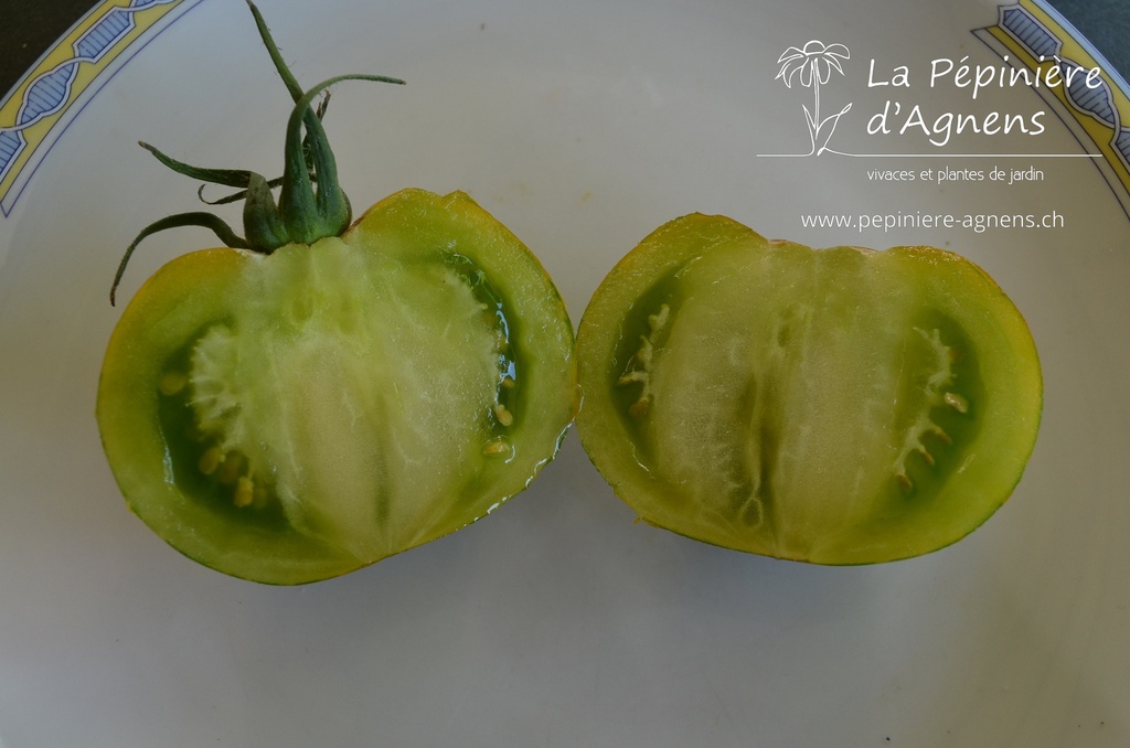 Tomate à fruits moyens 'Green Zebra'- La pépinière d'Agnens