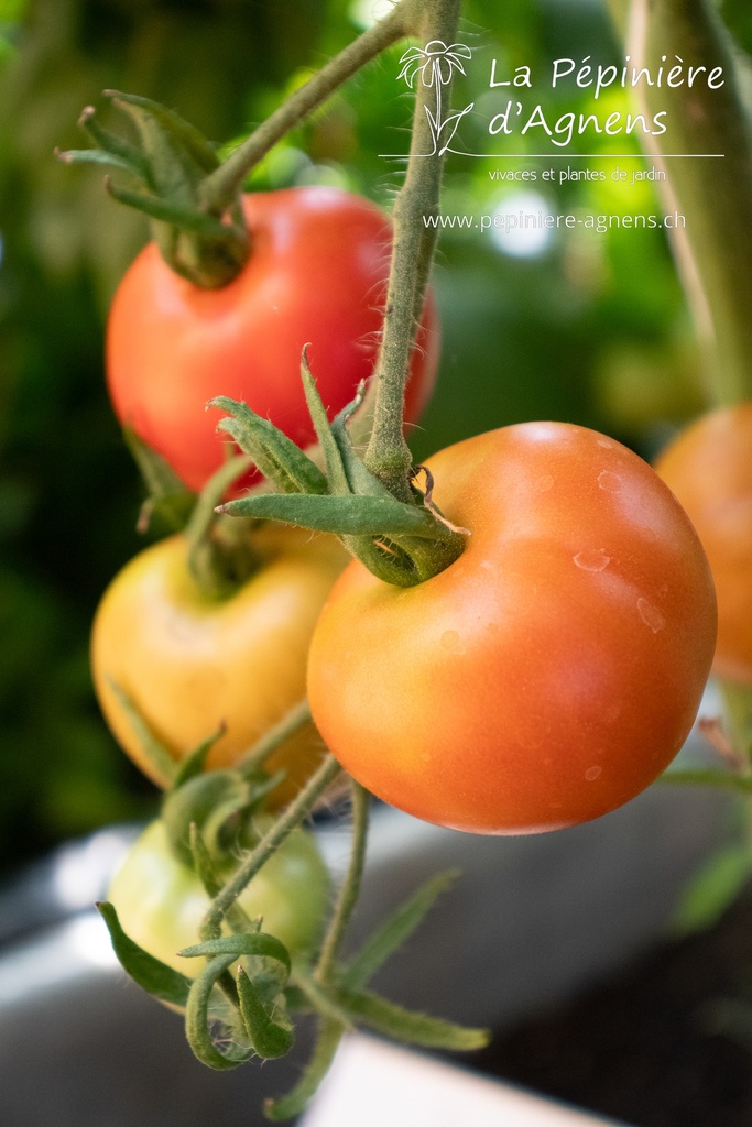 Tomate précoce à fruits moyens 'Matina'- La pépinière d'Agnens